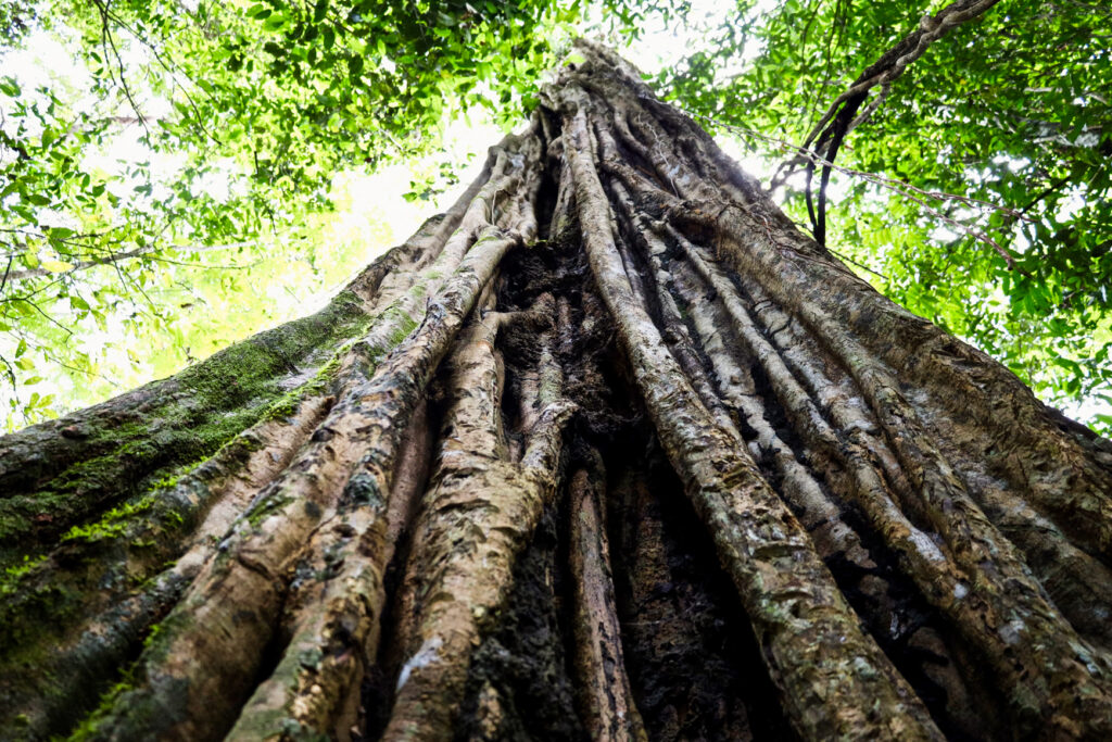 L’incanto della figlia della foresta - 