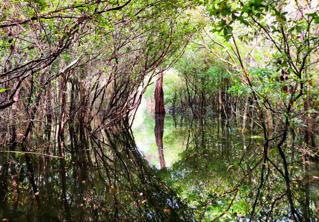 L’incanto della figlia della foresta - 